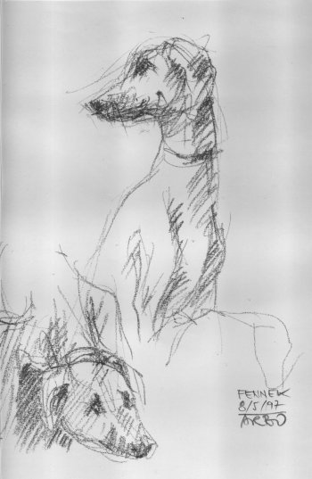 Fennek (Herbert Arbogast)-35002