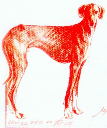 Hadi-Yaris (Doris Benkwitz)-35002