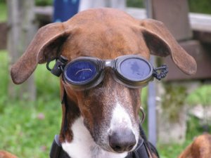 Kaikat mit Brille 300
