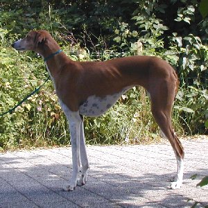 Kauri__n_shat-ehad_BRS-300x30002