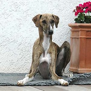 Kidal_04_SZ_liegt-300x30002