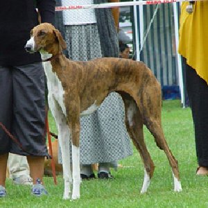 Kiembara_BH-300x30002