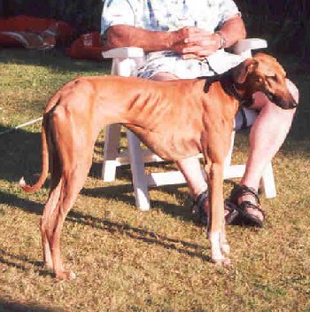 Laoni 0402