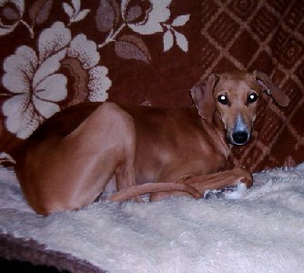 Lelee1-300x27702