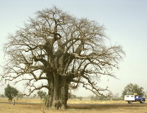 Leon mit Baobab_420x28002