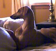 jelounhead_237x21602